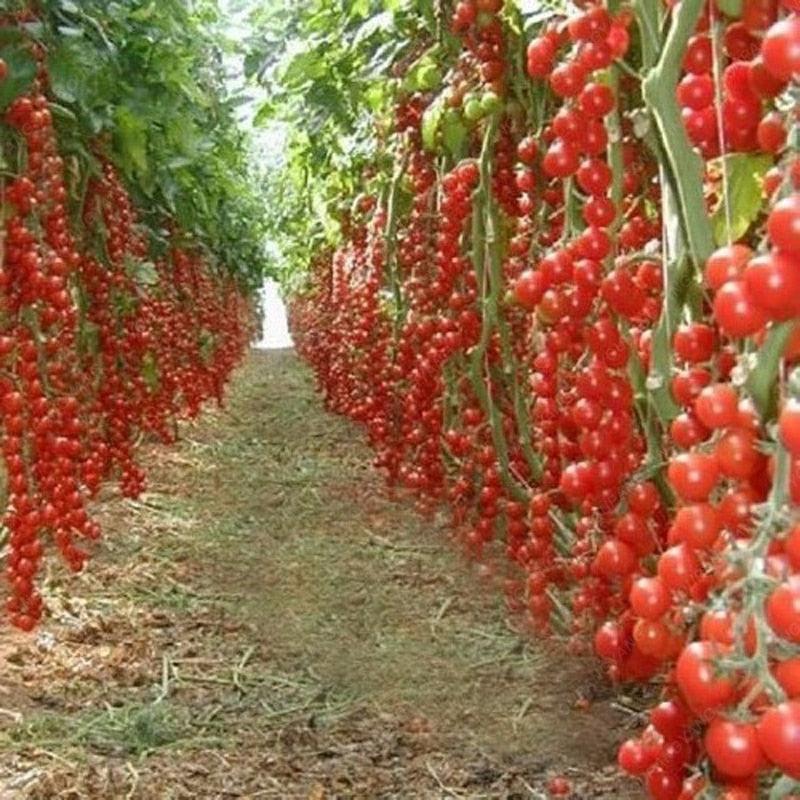 Long row of red tomato vines loaded with fruit