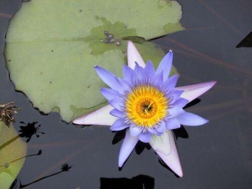 Top view of blue lotus flower and leaves in a pond