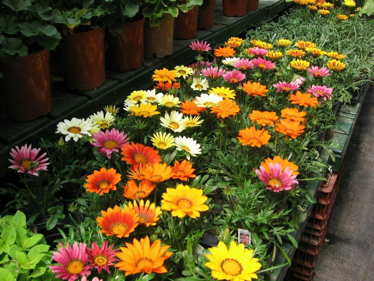 Treasure Flower Gazania Mix Seeds - Seed World