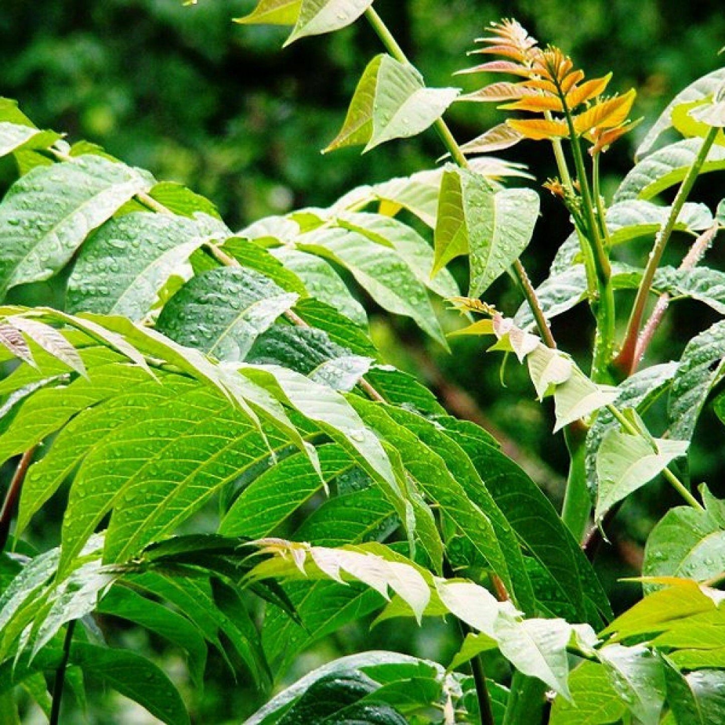 Tree of Heaven Seeds – Ailanthus altissima | 30 Premium Seeds - Seed World