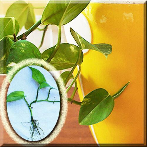 Variegated Golden Pothos Devil's Ivy Epipremnum Aureum Live Plant Bare Root - Seed World