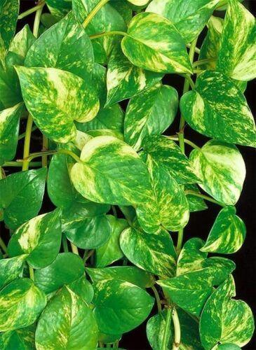 Variegated Golden Pothos Devil's Ivy Epipremnum Aureum Live Plant Bare Root - Seed World