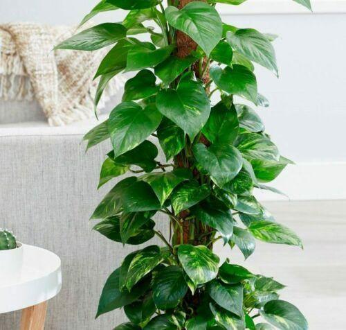 Variegated Golden Pothos Devil's Ivy Epipremnum Aureum Live Plant Bare Root - Seed World