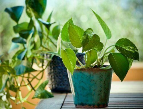 Variegated Golden Pothos Devil's Ivy Epipremnum Aureum Live Plant Bare Root - Seed World