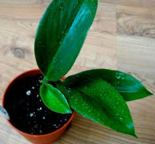 Variegated Golden Pothos Devil's Ivy Epipremnum Aureum Live Plant Bare Root - Seed World