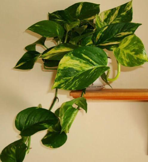Variegated Golden Pothos Devil's Ivy Epipremnum Aureum Live Plant Bare Root - Seed World