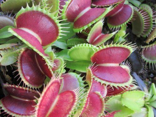 Venus Fly Trap Seeds - Seed World