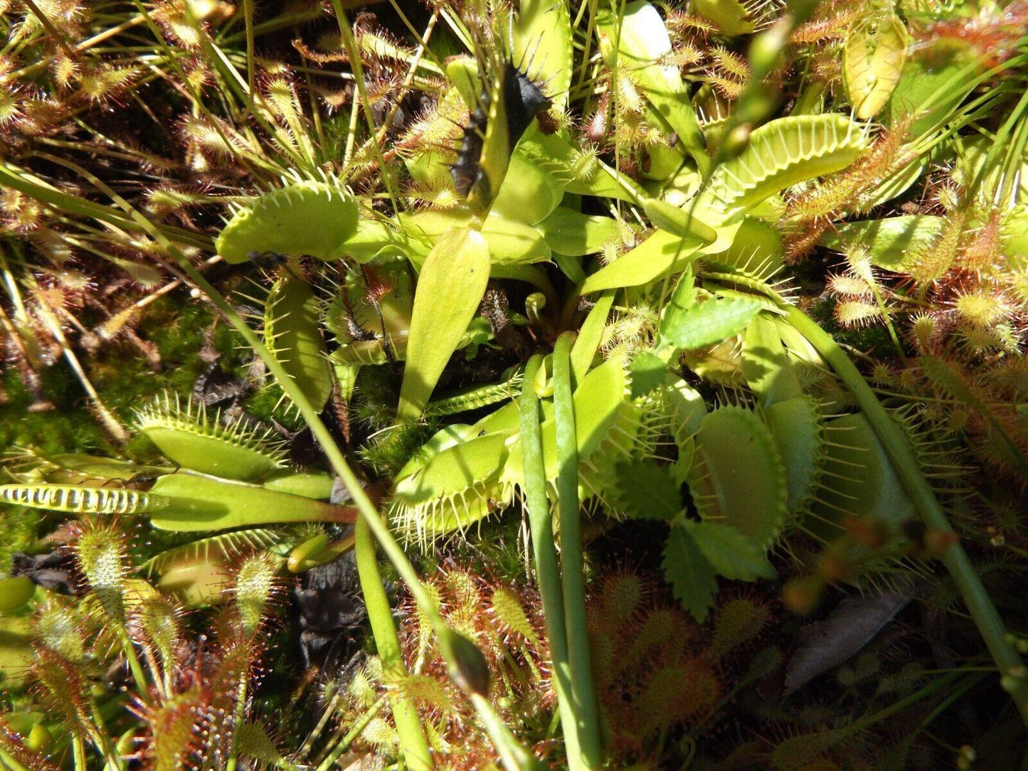 Venus Fly Trap Seeds - Seed World