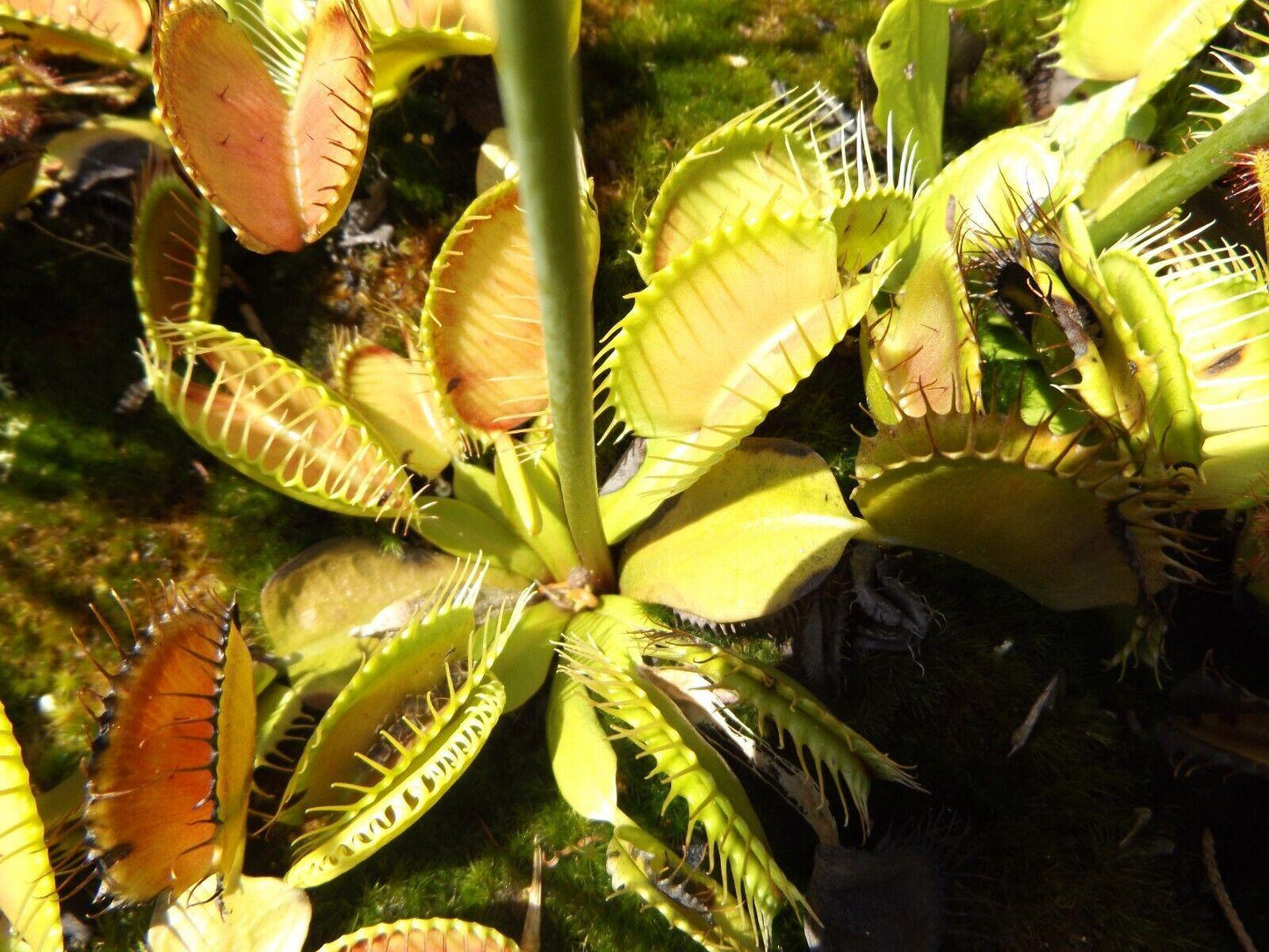 Venus Fly Trap Seeds - Seed World