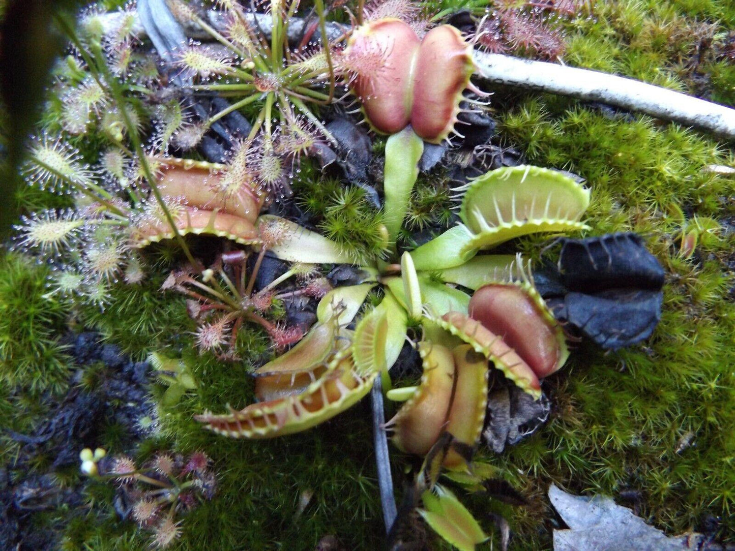 Venus Fly Trap Seeds - Seed World