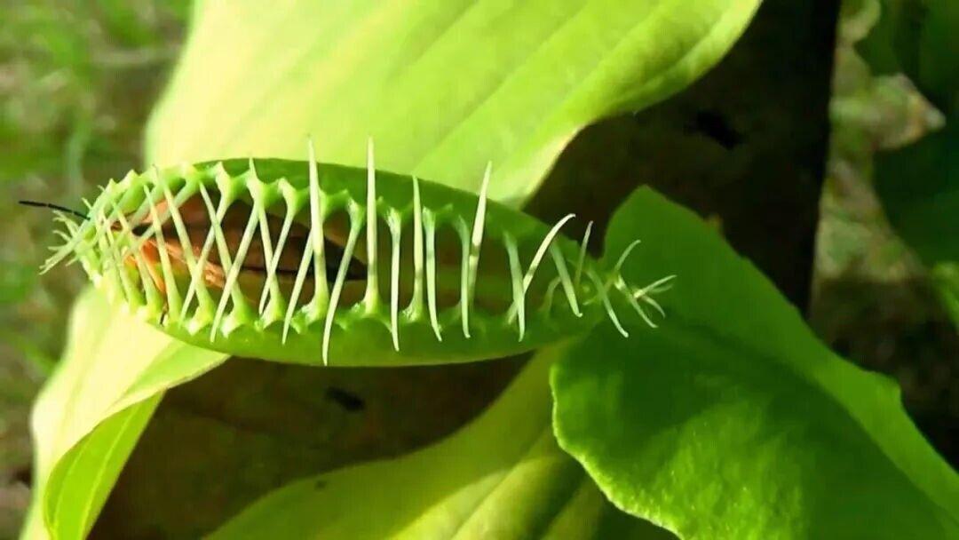 Venus Fly Trap Seeds - Seed World