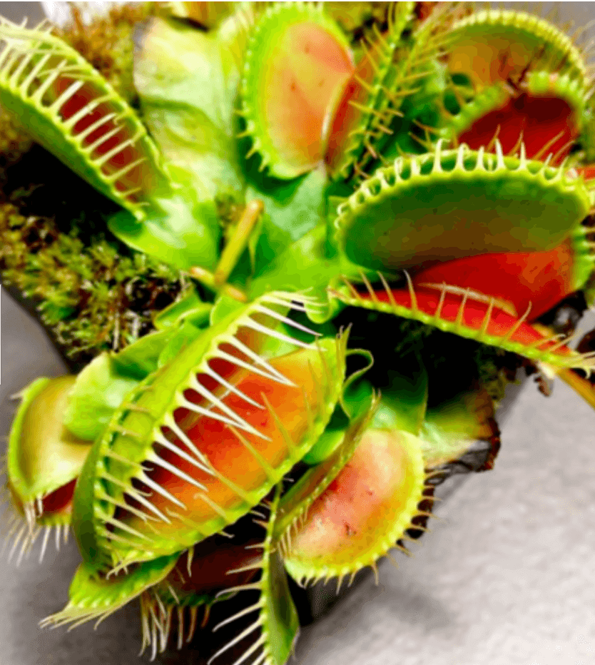 Venus Fly Trap Seeds - Seed World