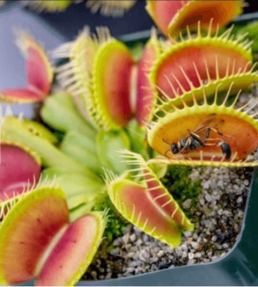 Venus Fly Trap Seeds - Seed World