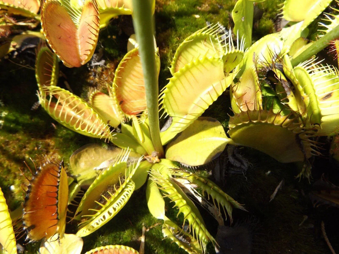 Venus Fly Trap Seeds - Seed World