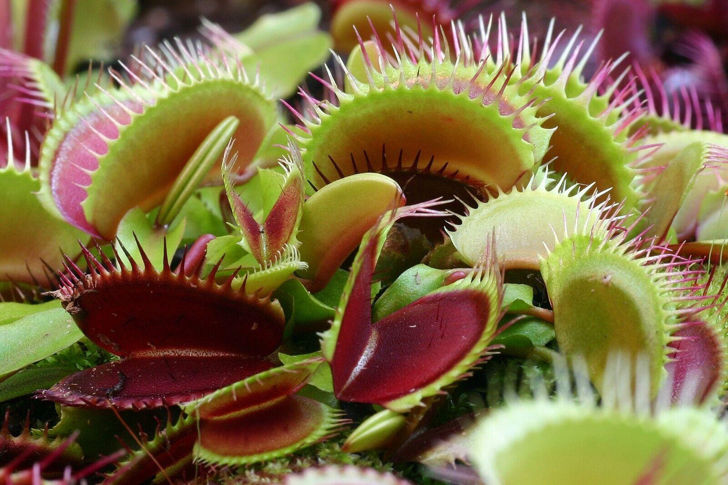 Cluster of red Venus Flytrap traps close together