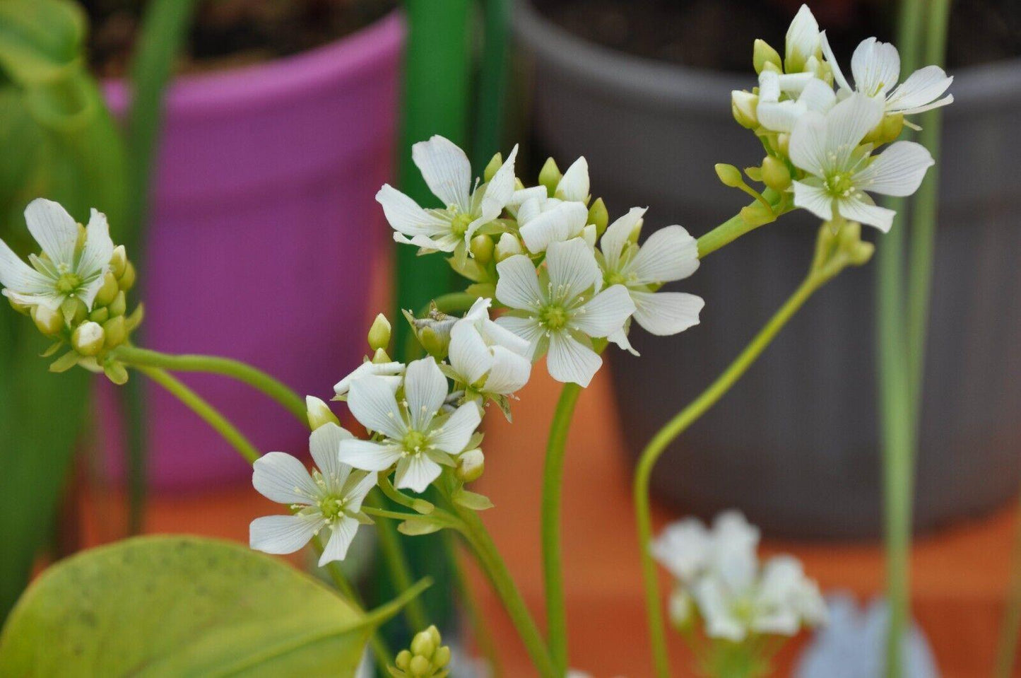 Small white flower of Venus Flytrap in bloom