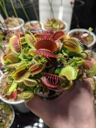 Venus Flytrap held in hand, showing mature traps