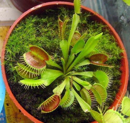 Venus Flytrap in orange pot surrounded by green moss