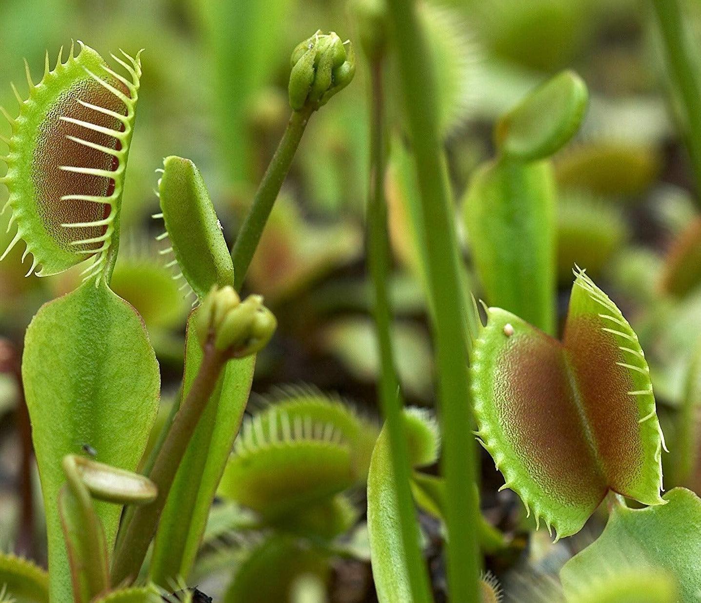 Young Venus Flytrap with partially closed traps