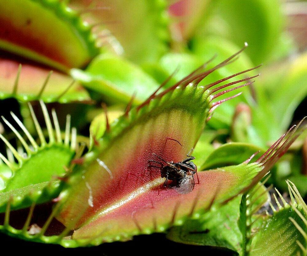 Venus Flytrap trap with captured black fly