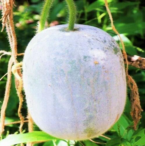 Wax gourd (Benincasa hispida)
