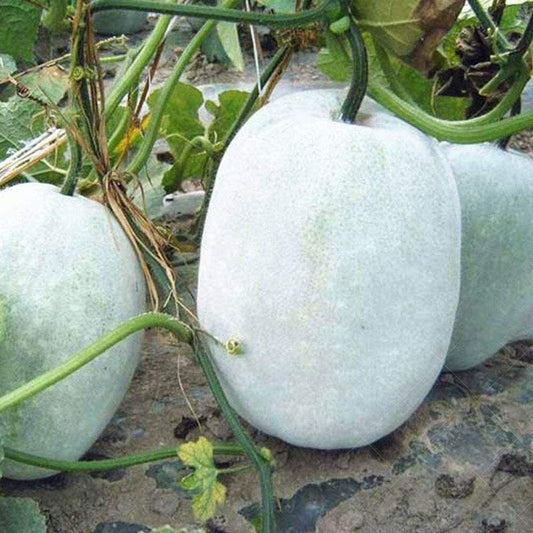 Wax Gourd Seeds (Winter Melon, Ash Gourd) β Benincasa hispida - Seed World