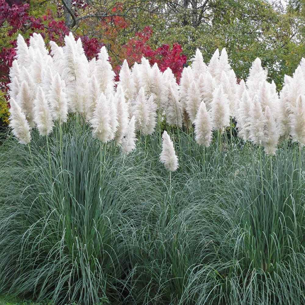 Row of white and red pampas grass plants outdoors