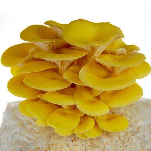 Yellow Golden Oyster Mushroom Liquid Culture - Seed World
