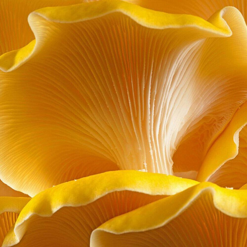 Yellow Golden Oyster Mushroom Liquid Culture - Seed World