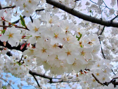 Detailed cluster of Yoshino Cherry flowers in spring