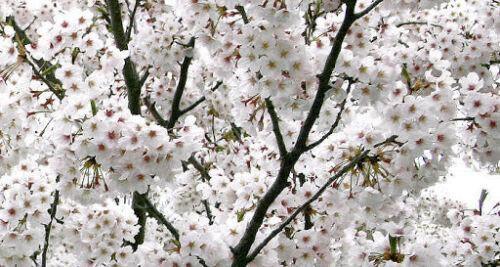 Close-up of white Yoshino Cherry blossoms on branches