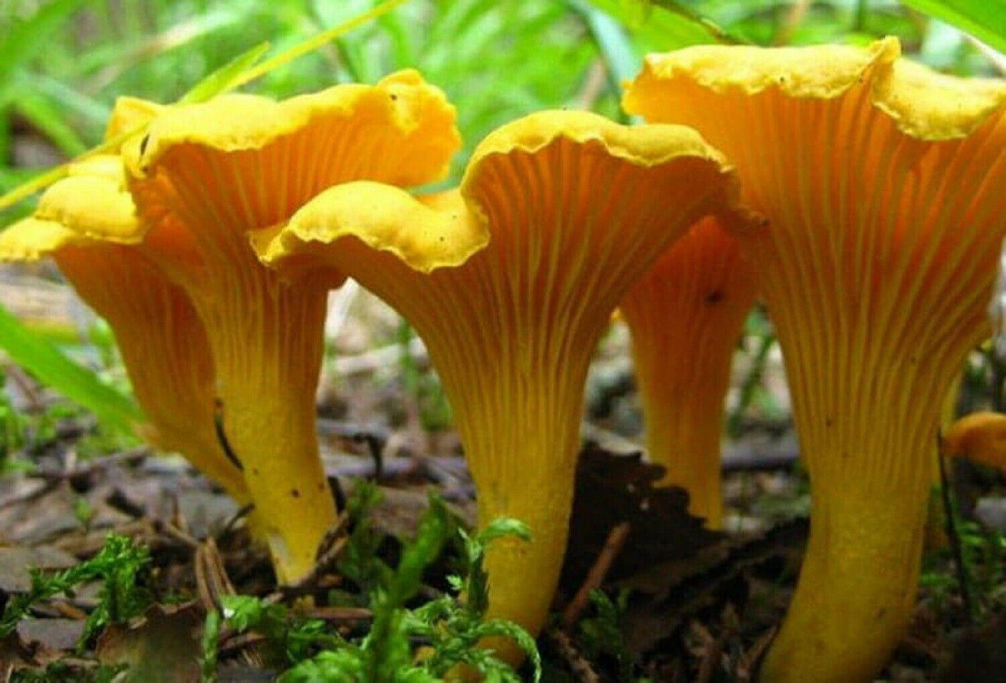 Young Chanterelle mushrooms - Grow your own from our high-quality spores
