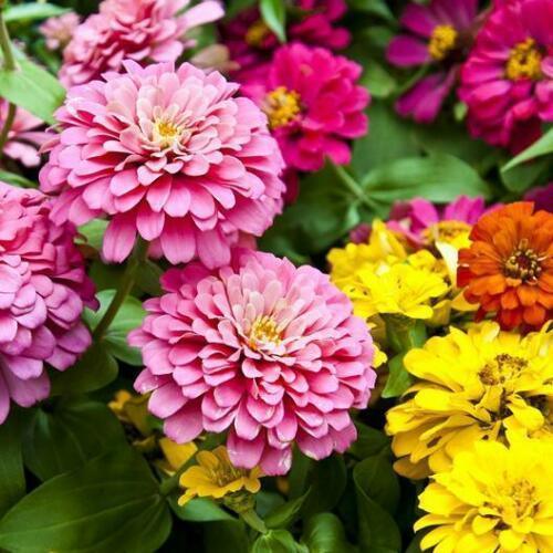 Zinnia Elegans - Dahlia Flowered Mix Seeds - Seed World