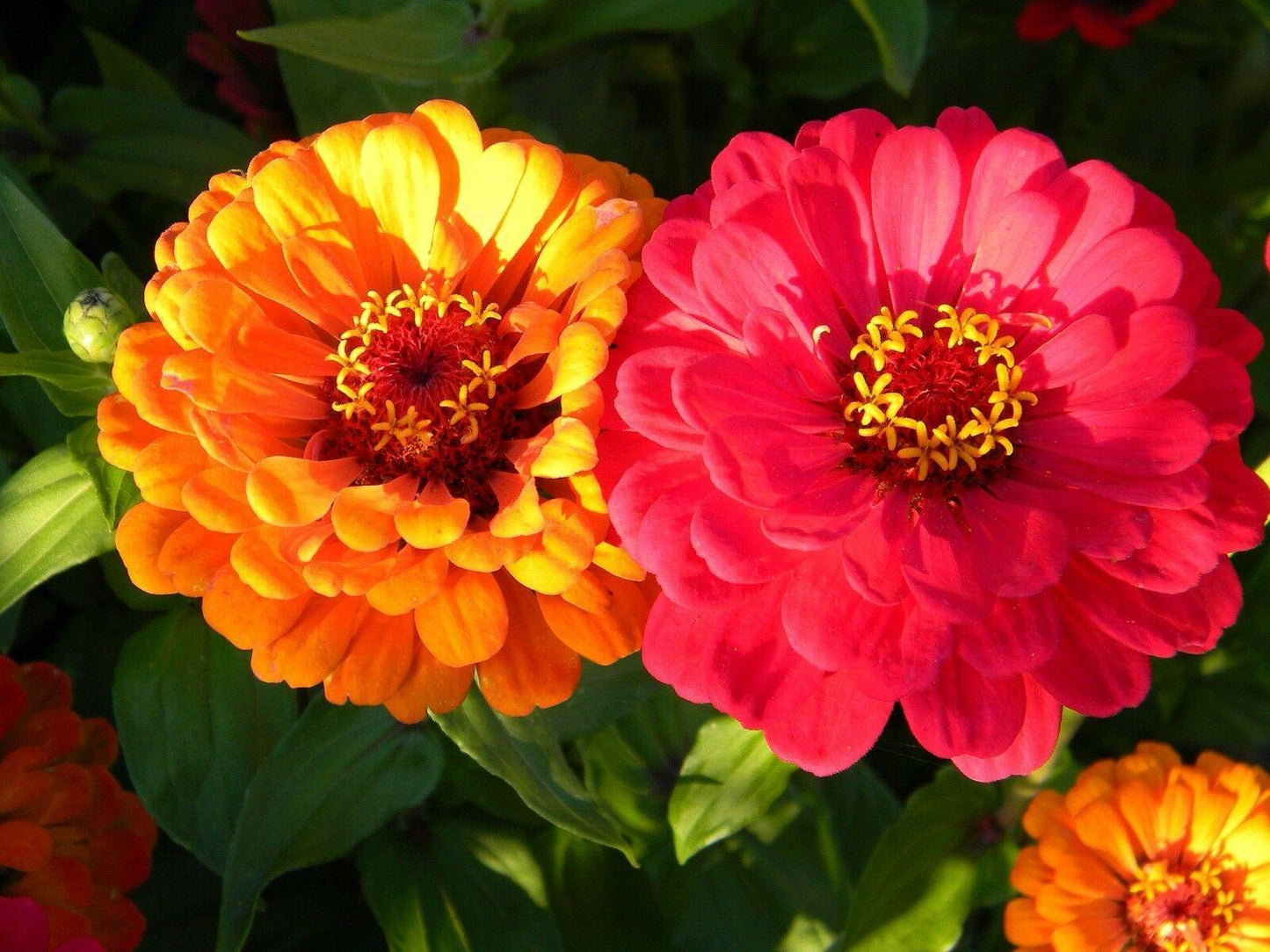 Zinnia Giant Flower Seeds Mix | Packet 1 Gram - Seed World