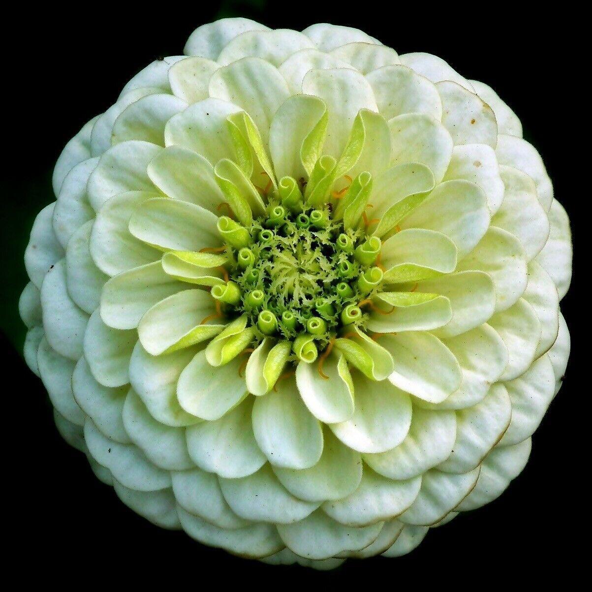 Zinnia Giant Flower Seeds Mix | Packet 1 Gram - Seed World