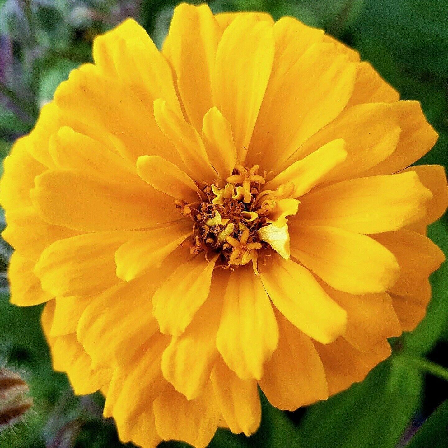 Zinnia Giant Flower Seeds Mix | Packet 1 Gram - Seed World