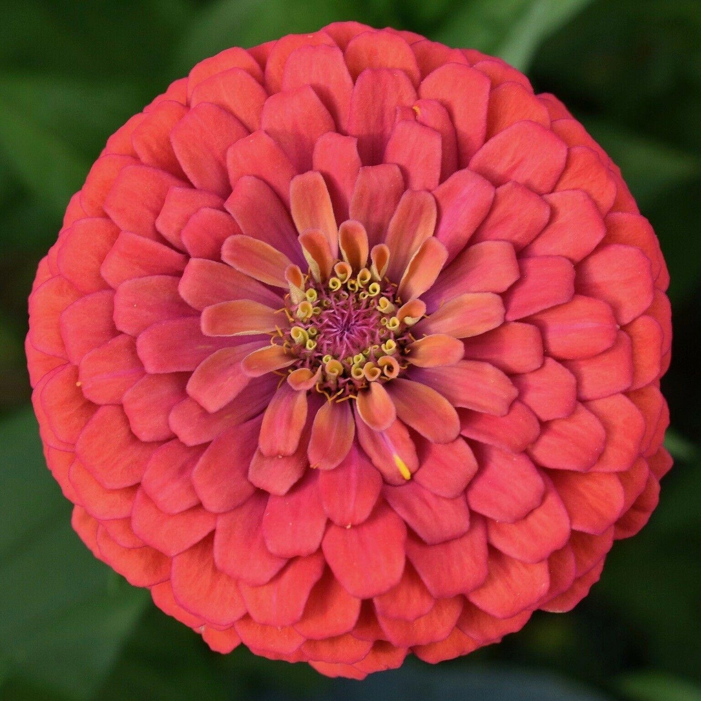 Zinnia Giant Flower Seeds Mix | Packet 1 Gram - Seed World