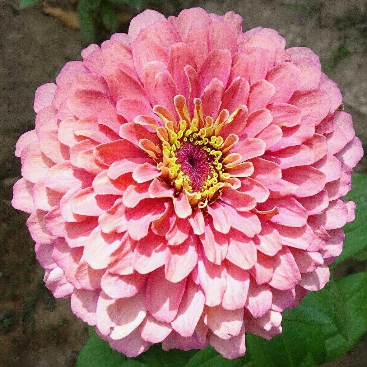 Zinnia Giant Flower Seeds Mix | Packet 1 Gram - Seed World