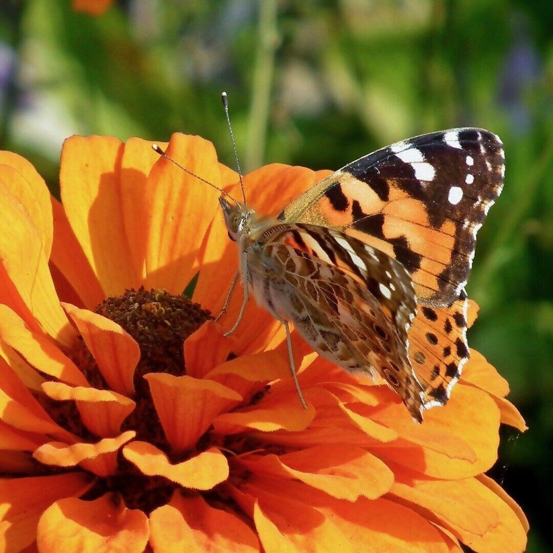 Zinnia Giant Flower Seeds Mix | Packet 1 Gram - Seed World