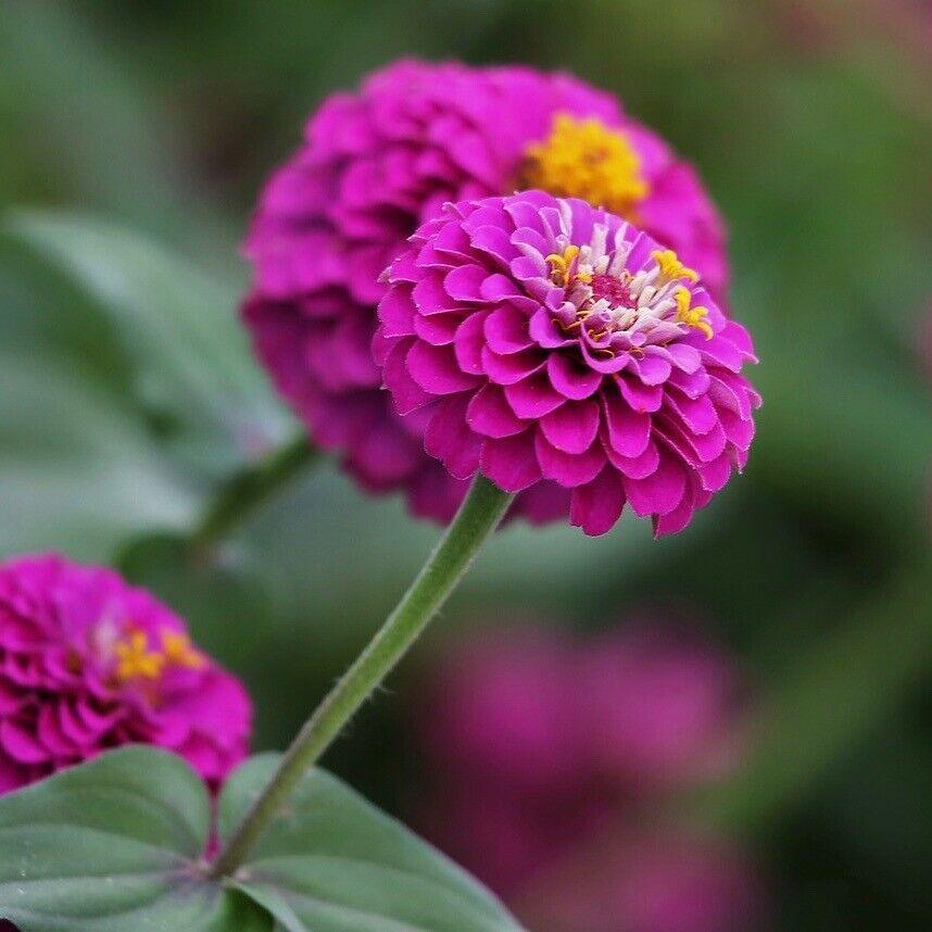 Zinnia Giant Flower Seeds Mix | Packet 1 Gram - Seed World