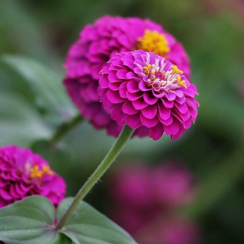 Zinnia Giant Flower Seeds Mix | Packet 1 Gram - Seed World