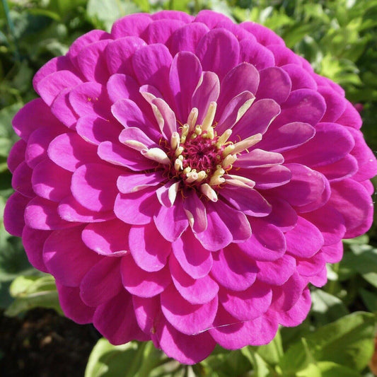 Zinnia Giant Flower Seeds Mix | Packet 1 Gram - Seed World