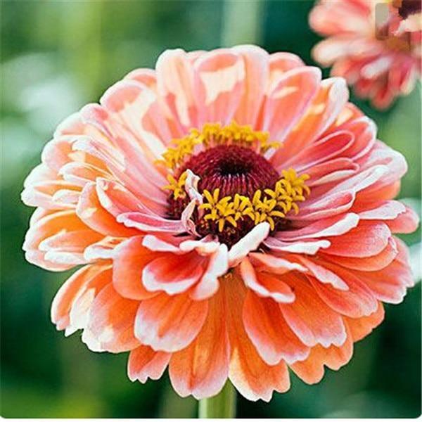 Zinnia Perennial Flowering Plants Potted Charming Chinese Flowers - 100 Seeds - Seed World