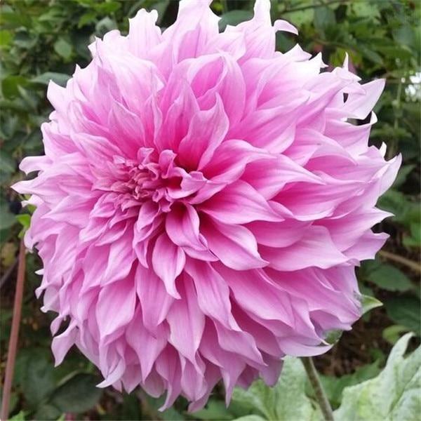 Zinnia Perennial Flowering Plants Potted Charming Chinese Flowers - 100 Seeds - Seed World