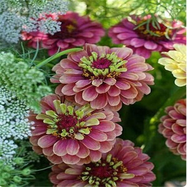 Zinnia Perennial Flowering Plants Potted Charming Chinese Flowers - 100 Seeds - Seed World