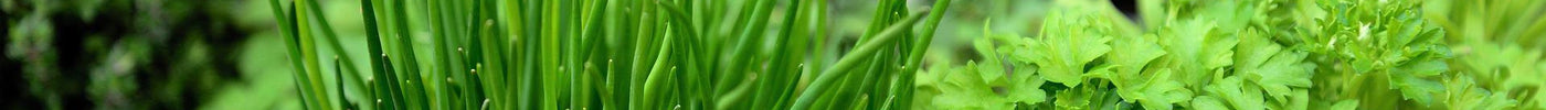 10 Best Herbs to start from Seeds at home - Seed World