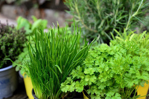 10 Best Herbs to start from Seeds at home - Seed World