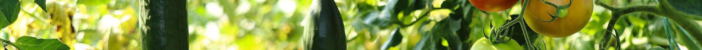 7 Best Vegetables to start from Seeds this Summer Season - Seed World