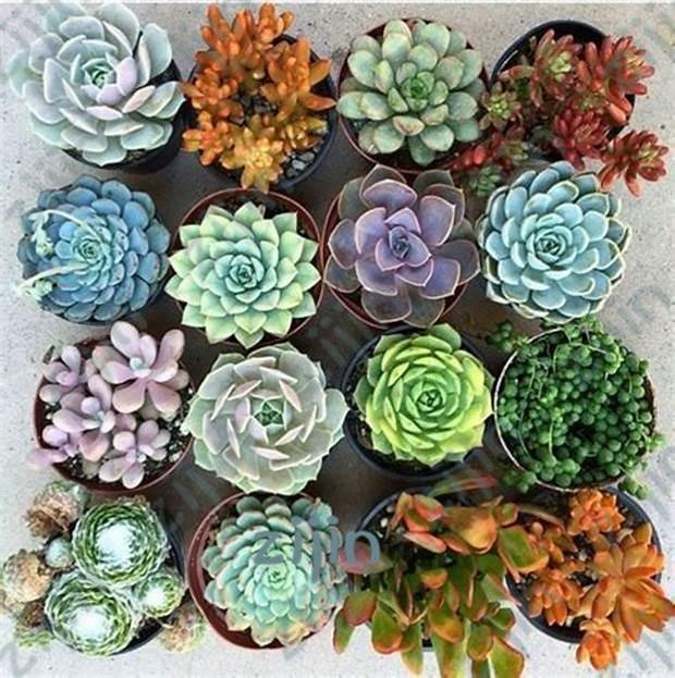 Interior Work Desks Decor | Choosing succulent plant seeds for sale