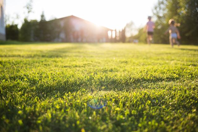 All You Need to Know About Grass Seeds: A Comprehensive Guide